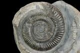 Ammonite (Dactylioceras) Fossil - England #127481-1